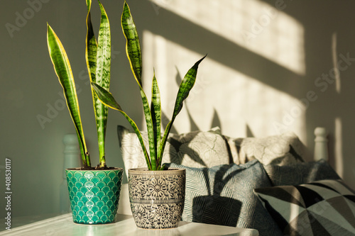Cozy home interior decor, Sansevieria (snake plant) in ceramic pots on a white table on the background of a bed with decorative pillows, modern design on a sunny day. photo
