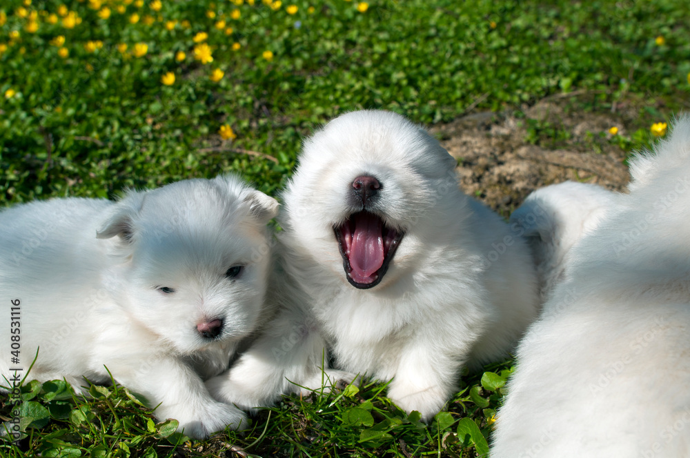 Young Pomski Dog Breed Groomed and Healthy Pomski, an exquisite puppy with a good temperament outdoors on a sunny day Young Pomski Dog Breed Groomed and Healthy Pomski, an exquisite puppy with a good temperament outdoors on a sunny day