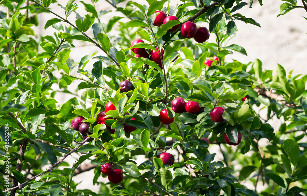 Acerola, uma fonte de vitamina C. Acerola, uma fonte de vitamina C.