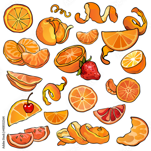 Collection of citrus  oranges  tangerines and mandarines  colorful illustrations of fruits  orange color  isolated  for custom design and print