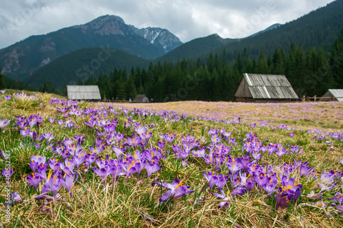 Fototapeta Naklejka Na Ścianę i Meble -  Beautiful blooming crocuses in Chocholowska Clearing, Tatra Mountains, Poland