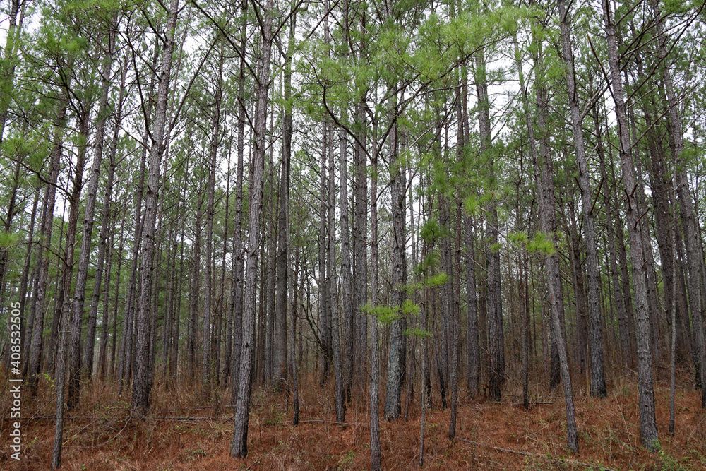 tall pine trees forest woodland forestry land in autumn with pine needles tall pine trees forest woodland forestry land in autumn with pine needles