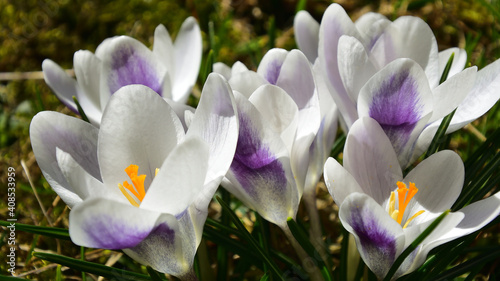 crocuses prince claus in full sun