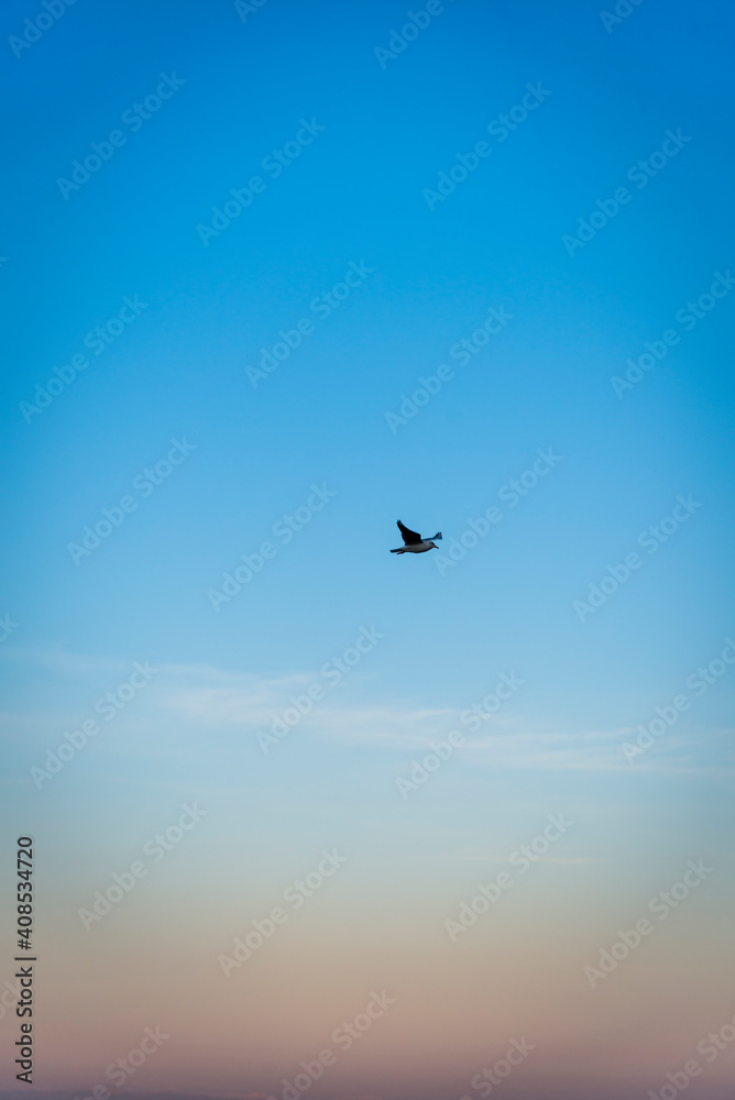 Fototapeta premium Seagull in flight, Zadar, Dalmatia, Croatia