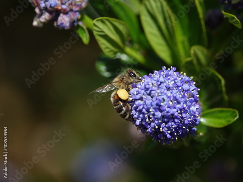 honey bee feeding on ceanothus flowers