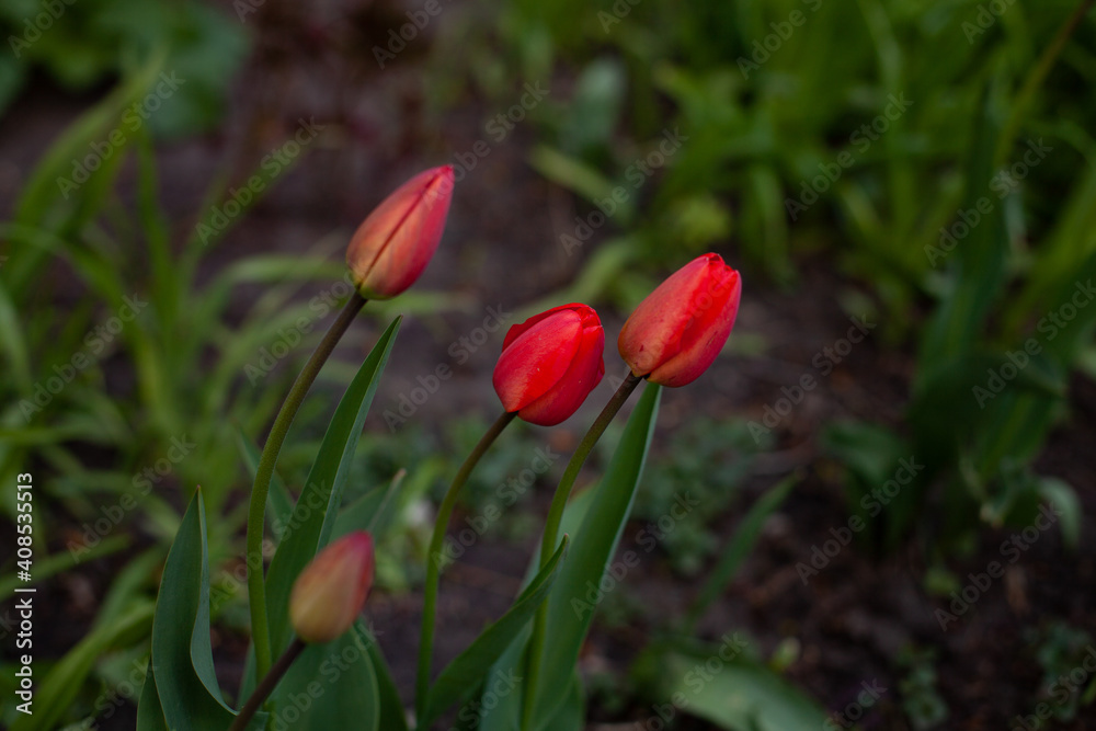 large horizontal photo. Nature. Ecology. Spring time. Background. Lilac buds. Three half-open tulips against the background of blurred zemdi. First spring flowers.