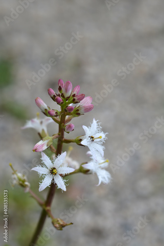 Common bogbean