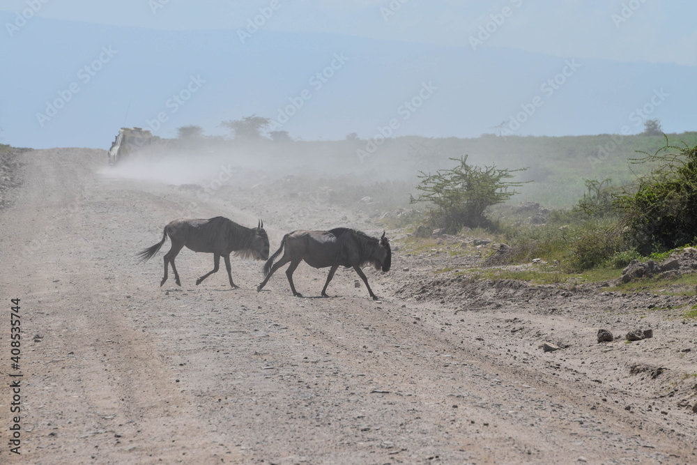 Two impalas crossing the street after a car has passed in Tanzania, Africa. Two impalas crossing the street after a car has passed in Tanzania, Africa.