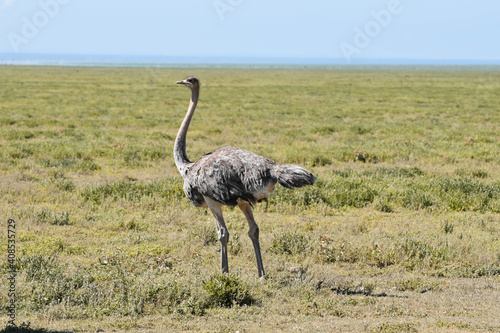 An ostrich on the green, yellowish fields in the savannah.