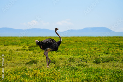 A lone ostrich in the savannah with a perfect contrast of grassy fields and blue skies.