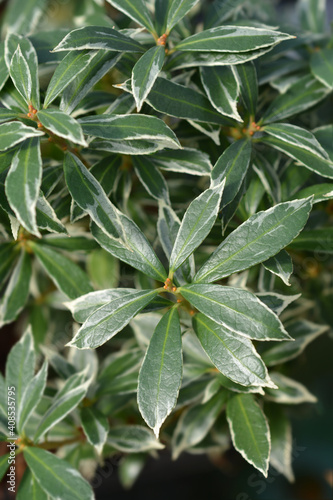 Japanese pieris Little Heath