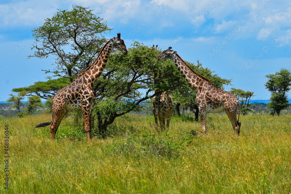 Fototapeta premium Giraffes in the savannah eating leaves.