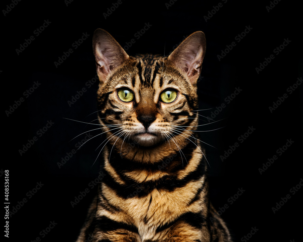 Fototapeta premium Bengal cat portrait at black background