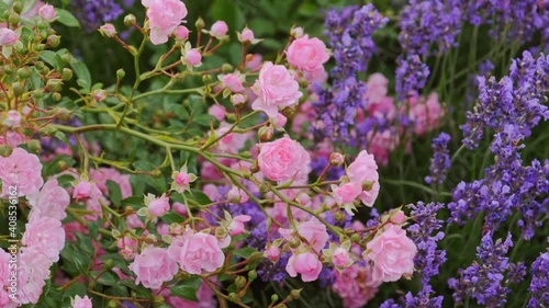 Arch of Pale Pink Climbing Roses and Lavender bushes