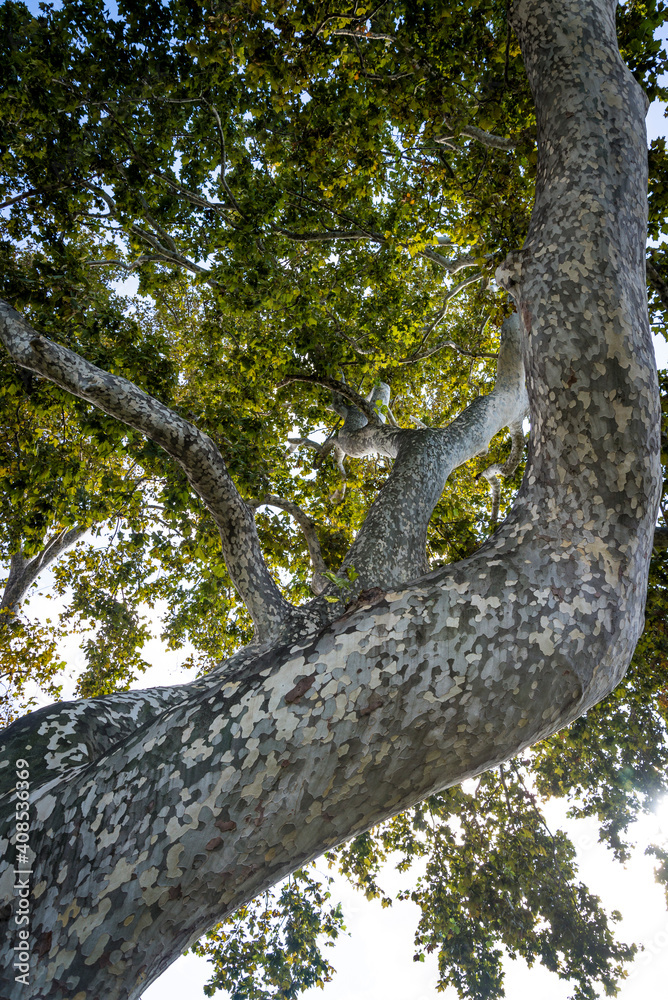 Fototapeta premium Mottled bark of plane tree, Zadar, Dalmatia, Croatia