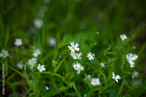 Large horizontal photo. background. Nature. Ecology. Small white daisies in green grass. Small flowers on a background of blurred grass and leaves. Summer time.
