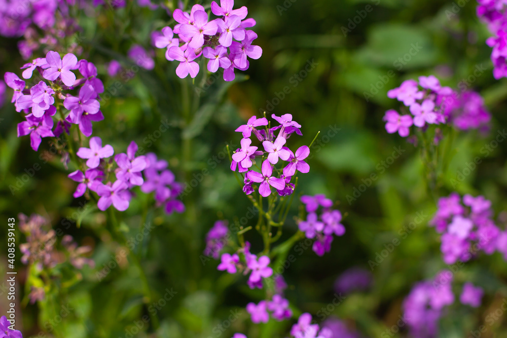 horizontal photo. beautiful purple garden flowers standing at a distance from each other on the background of blurry foliage. Fresh flowers after the rain. summer time