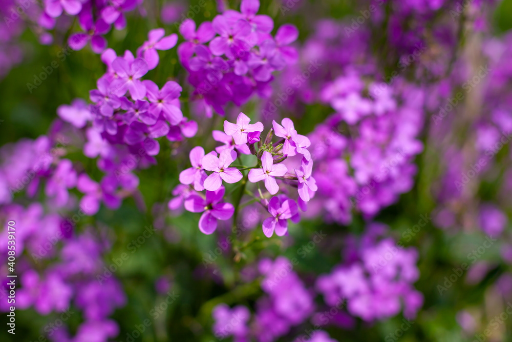 horizontal photo. beautiful purple garden flowers on a background of blurry foliage. Fresh flowers after the rain. summer time