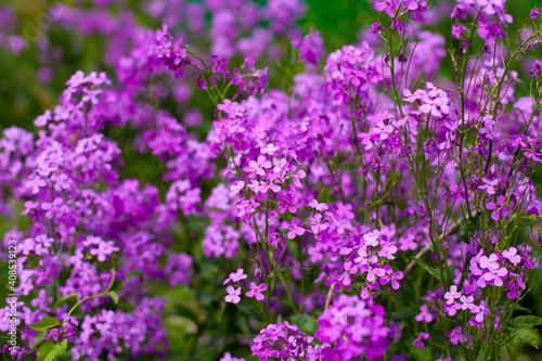 horizontal photo. beautiful purple garden flowers on a background of blurry foliage. Fresh flowers after the rain. summer time