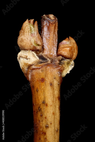 Perfoliate Honeysuckle (Lonicera caprifolium). Pseudoterminal Lateral Buds Closeup photo