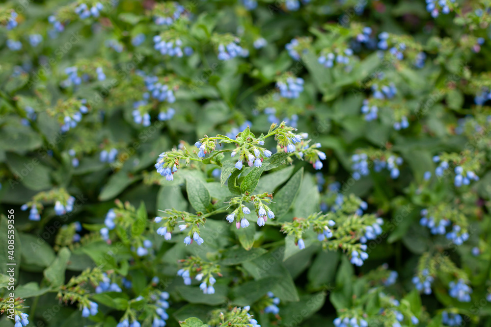 A large horizontal photo of small blue buds and flowers against a background of green foliage with blur. summer time. fresh foliage after rain.