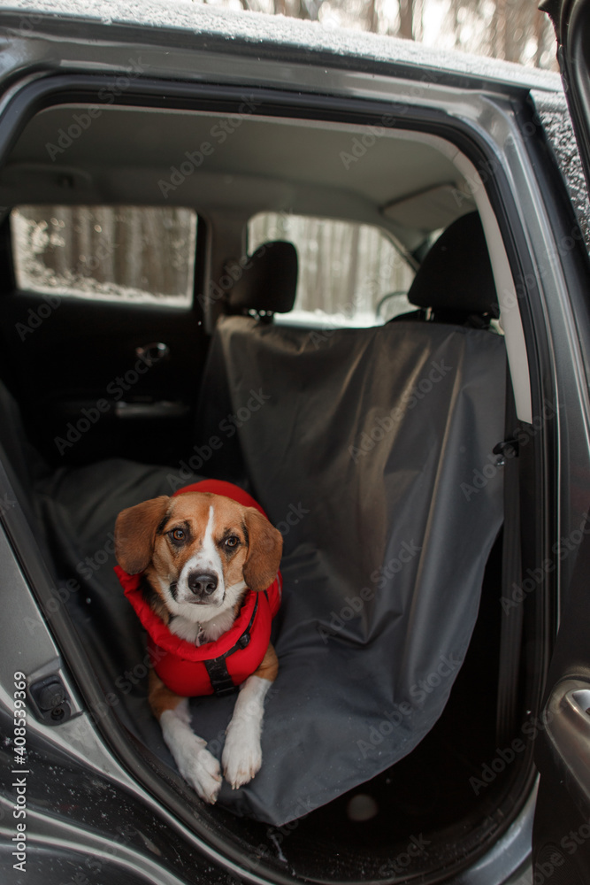 the dog sits in the car on a protective cover
