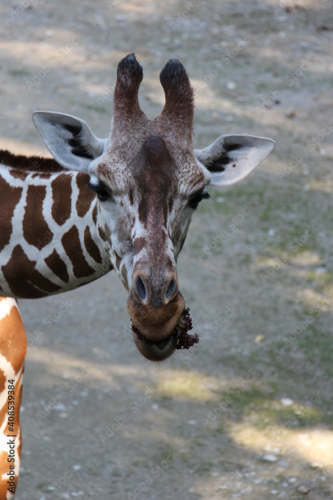 Obraz premium Rothschildgiraffe