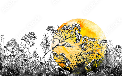 Fototapeta Naklejka Na Ścianę i Meble -  Watercolor illustration. background with vintage floral pattern - grass, wild plants,flowers, Immortelle plant, tansy, wild herbs at sunset of black silhouette. yellow  sun, eclipse. Watercolor logo