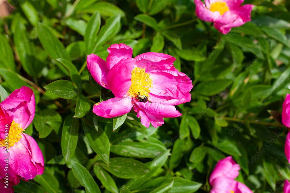 opened pink peony bud with a black beetle in a flower. Flower in the summer garden. Pink peony. Openwork petals. The atmosphere of love and tenderness. summer time. fresh foliage after rain. opened pink peony bud with a black beetle in a flower. Flower in the summer garden. Pink peony. Openwork petals. The atmosphere of love and tenderness. summer time. fresh foliage after rain.