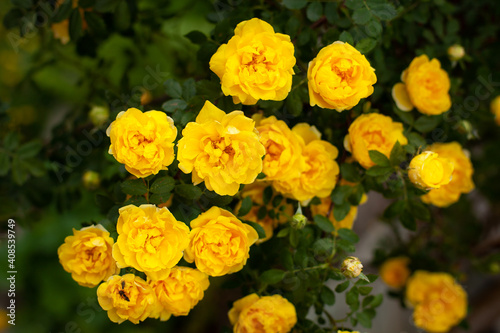 Beautiful bush of bright yellow roses on a background of blurry green foliage in a spring garden. The rose garden. large horizontal photo. Russia.