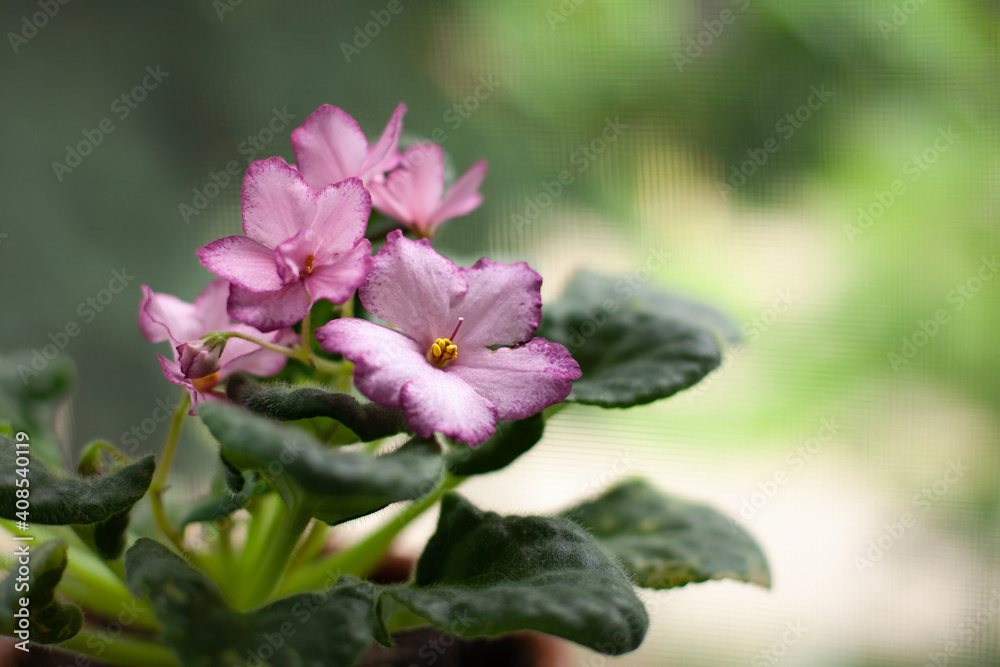 beautiful two-tone violet of pink color with wavy petals and green leaves on a green blurred window background. potted home flowers