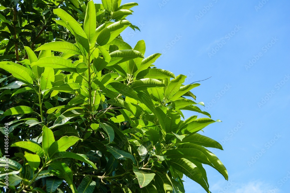 Obraz premium green mango leaf on blue sky