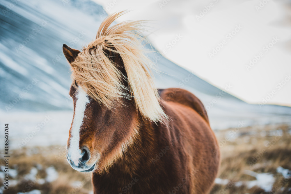 Fototapeta premium Portrait of Icelandic Wild Horse