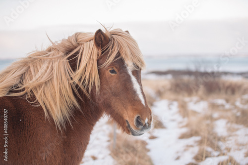 Portrait of Icelandic Wild Horse