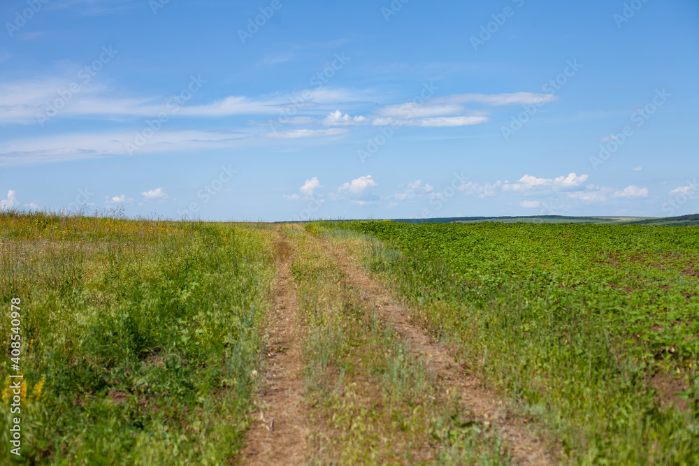 great horizontal photo. forest road in the field, stretching to the horizon. horizon with a blue nebolm and large cumulus clouds. summer time. sunny day