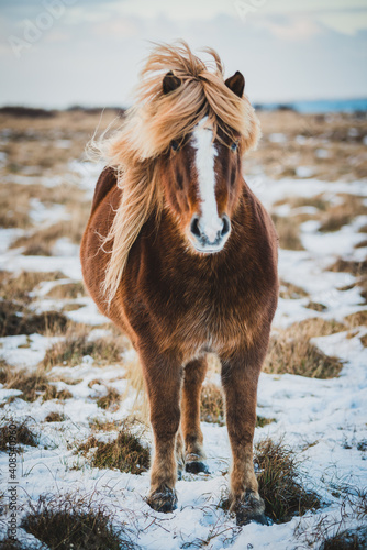 Portrait of Icelandic Wild Horse
