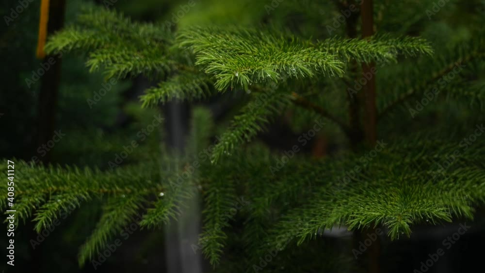 The Movement of House Pine Leaves in Heavy Rain The Movement of House Pine Leaves in Heavy Rain