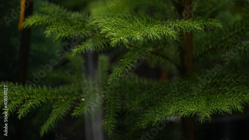 The Movement of House Pine Leaves in Heavy Rain