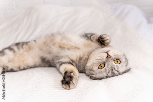 An adorable cat lies with its tummy upwards on a light bed. Thoroughbred Scottish fold lounges on the sofa. Gentle pet purr. Vetelinary clinic. The furry animal enjoys at home.