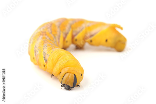 Caterpillar of Acherontia atropos - Deaths-head Hawk Moth isolated on white