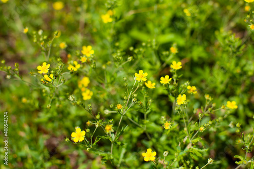 great photo. small yellow flowers. wildflowers in the grass on a background of blurry yellow leaves. pharmacy plants. summer time