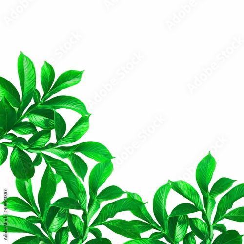 green leaves frame Abstract of green Konjac leaf on isolate white background , on surface .colorful Pattern for design on summer shirt with copy space