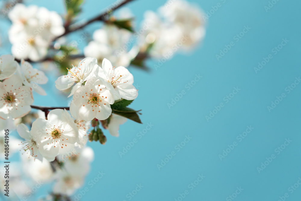 White cherry blossom sakura in spring time against blue sky. Nature background. Soft focus