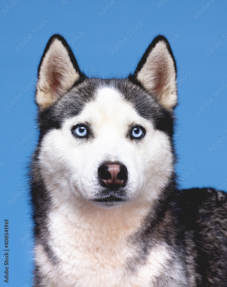 The husky dog portrait on a blue background