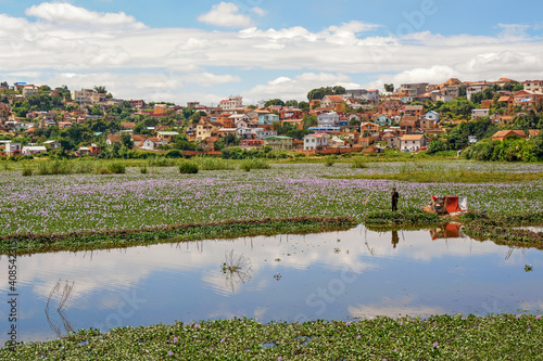 Champ de jacinthes d'eau à Madagascar