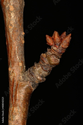 Cherry Plum (Prunus cerasifera). Brachyblast Closeup