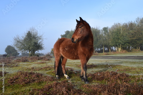 new forest frosty