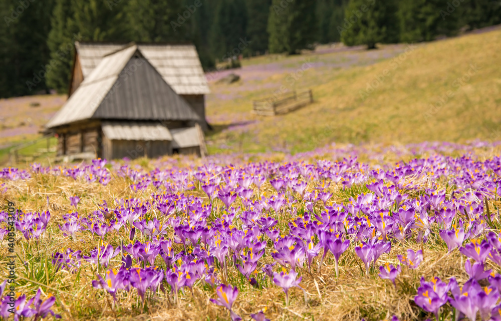 Crocuses in Chocholowska valley, Tatras Mountain, Poland Crocuses in Chocholowska valley, Tatras Mountain, Poland