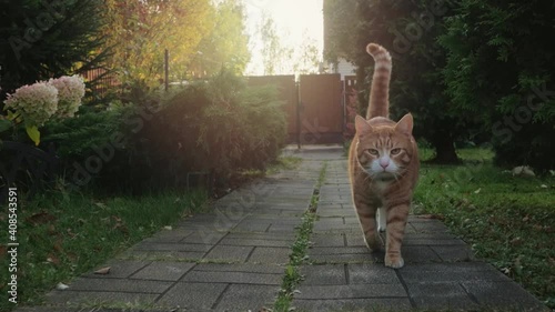 Ginger cat walks along a stone path in the garden.