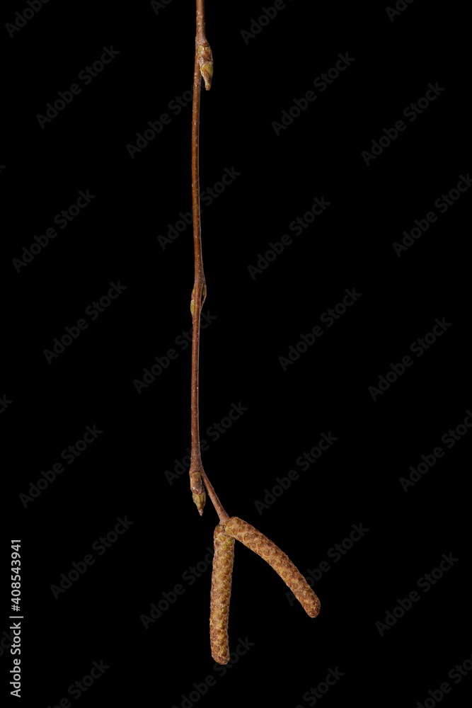 Silver Birch (Betula pendula). Wintering Twig Closeup Silver Birch (Betula pendula). Wintering Twig Closeup